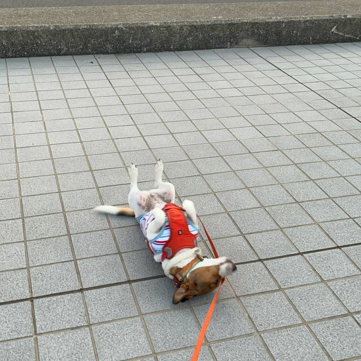 7b2f7d32 8e3a 4dd6 b3e0 7afcb820c817 1721866462328