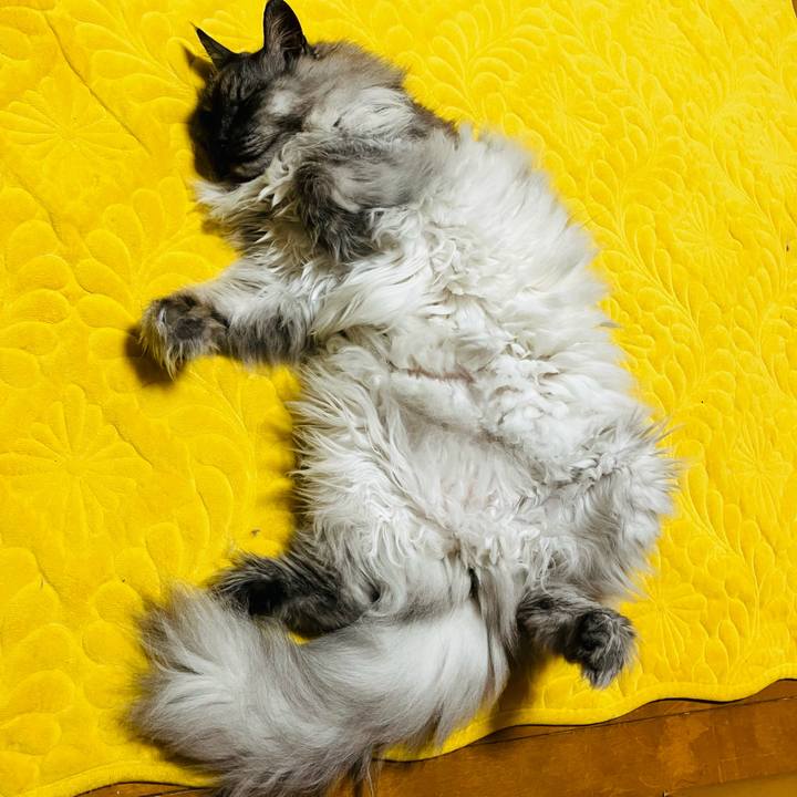 7b3282d0 8bcd 4fd7 b3ee d9bc6c2729bd 1738369963261