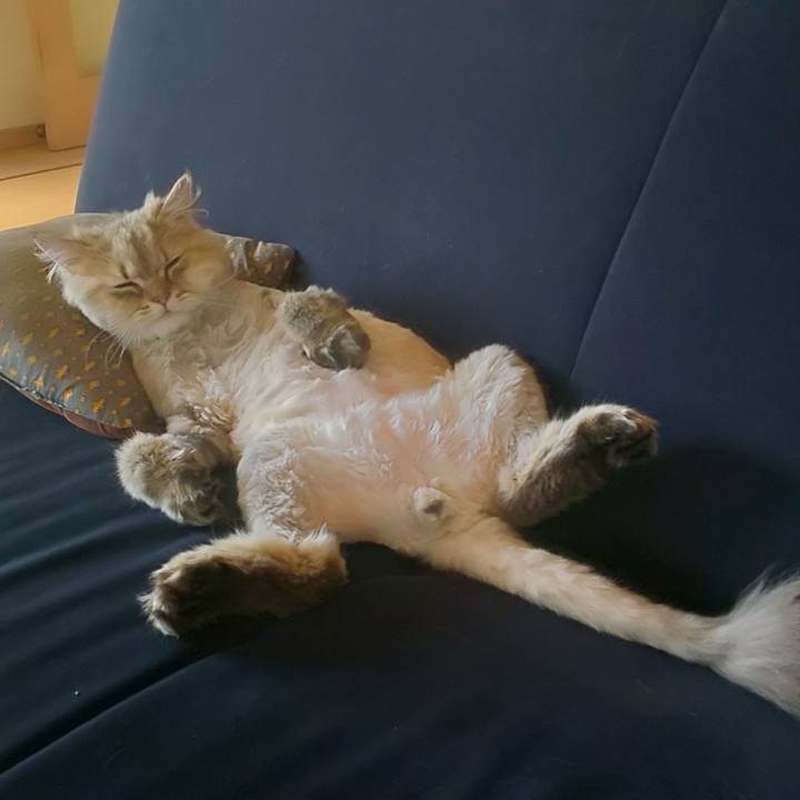 7b356a2e 3704 4154 815f 8b129df0ebf4 1592009940457