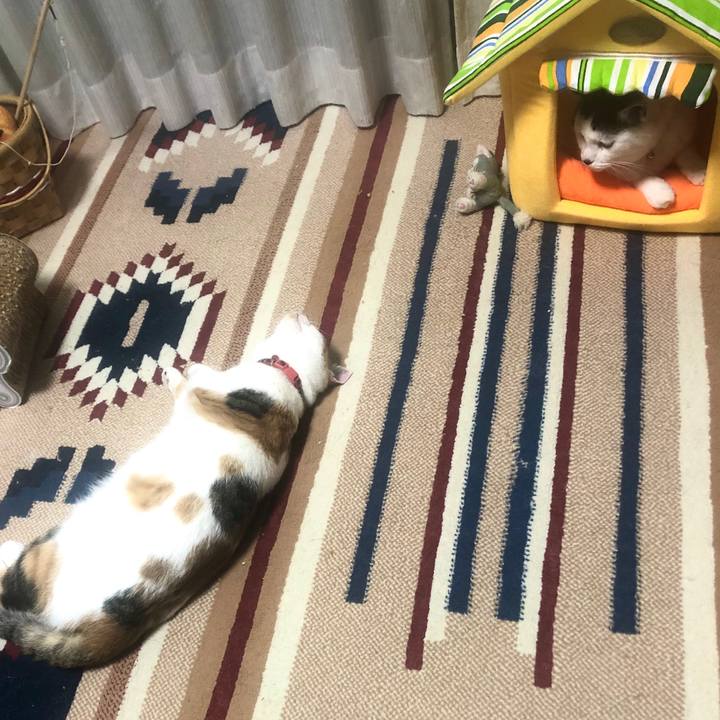 7b39e69e aee9 46e9 b1f1 2489c7e90c7f 1579009538245