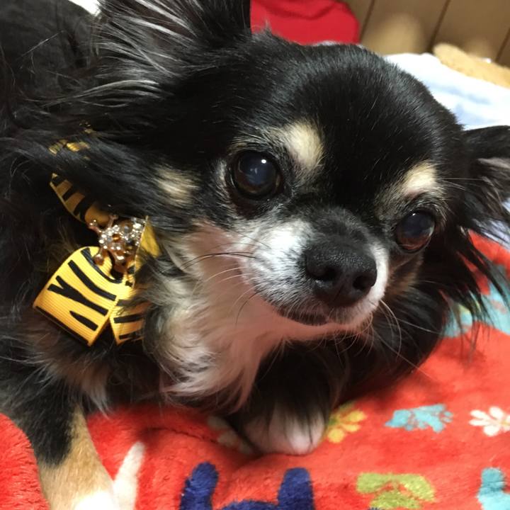 7b3bc2ec 805a 4e9d ae45 06d1a7ccc5af 1509458322761