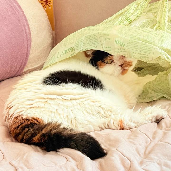 7b3f08a3 91f1 45a9 8a21 548eba94a7d3 1762388109859