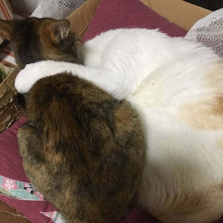 7b3f3ac3 e7ab 434d 9ecd ac5a8dbe6089 1522744681591