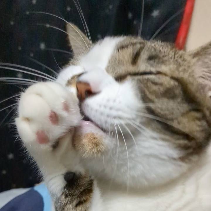 7b3f697a 4a1a 4efe 93ad 56f2fe453480 1730548954776