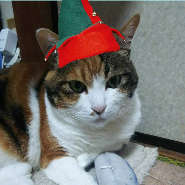 7b428397 99a2 401f a228 0cdb6fc95eca 1545343415892