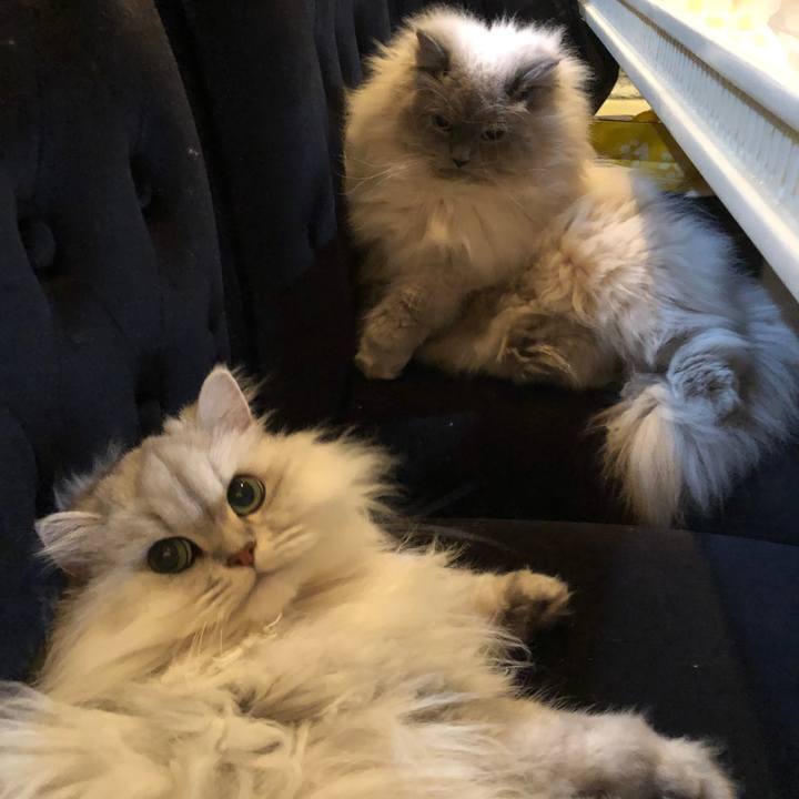 7b42dd77 3f07 4a71 a2c7 76decfe34d46 1546694893745