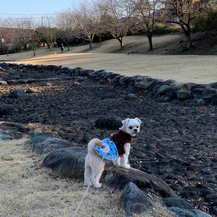 7b437a77 dc01 49cf a84a c4baa680efff 1582280099322