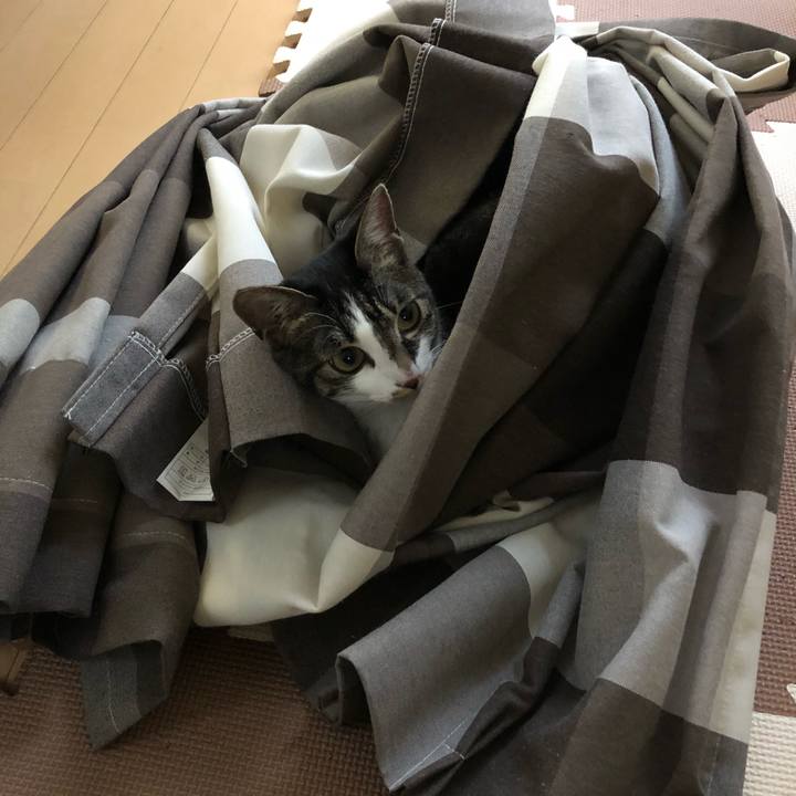 7b43cdd4 7938 4091 b96a f696d2783da0 1526391520965