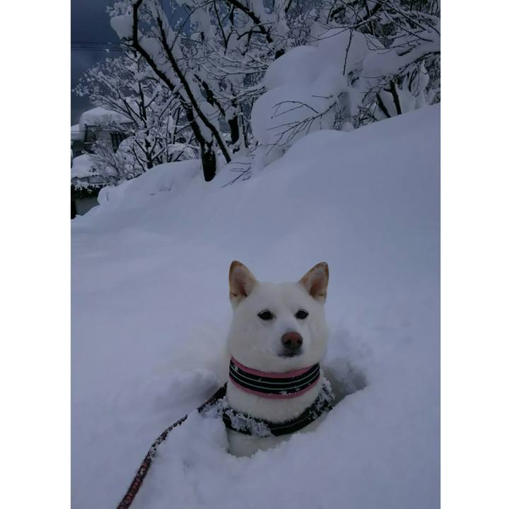 7b45ef07 dcd3 4c8a 979f e8e76da95192 1515743729735