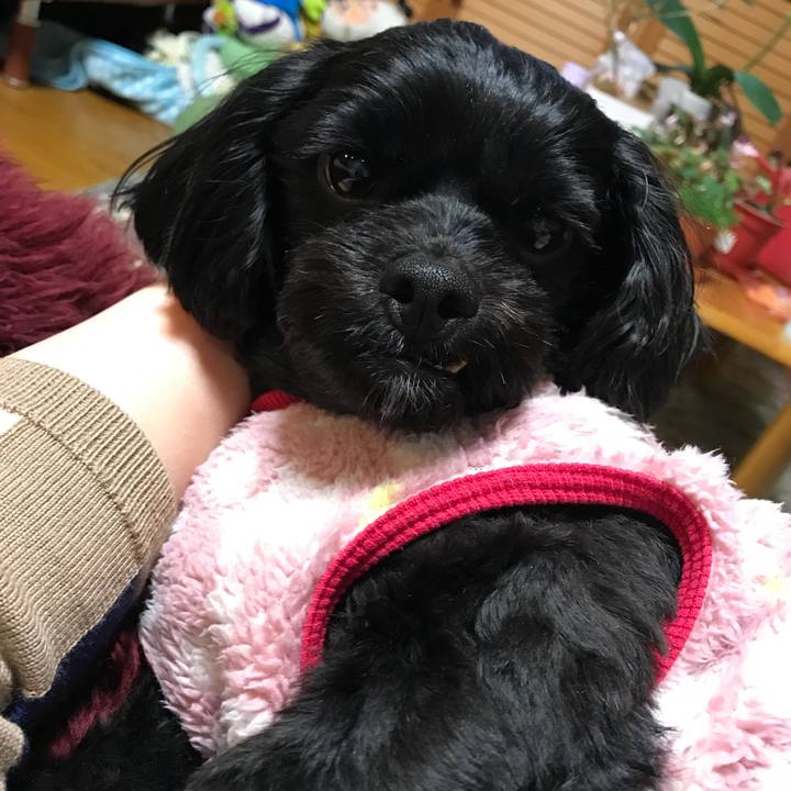 7b477513 d929 483a 8d98 c215d9148f94 1517921106069