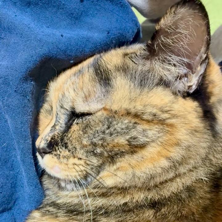 7b48ba9f e9b7 46e9 a60f ef171289e1ec 1762233999086