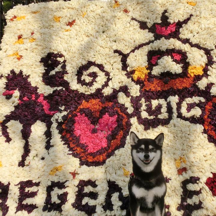 7b49dcfc 972a 4a68 ba45 379a66864599 1525342298323