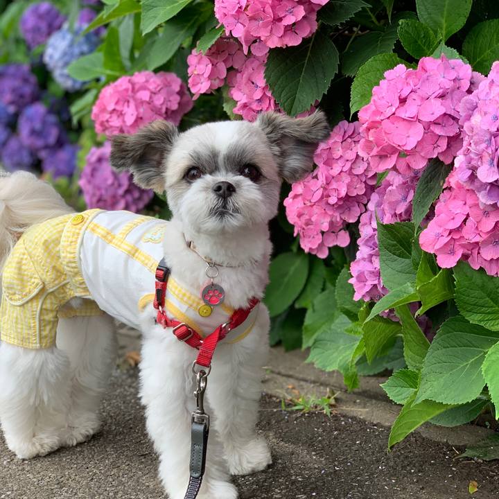 7b4dc36d 4d0e 4598 9a2a a4828c6989d8 1561267603520