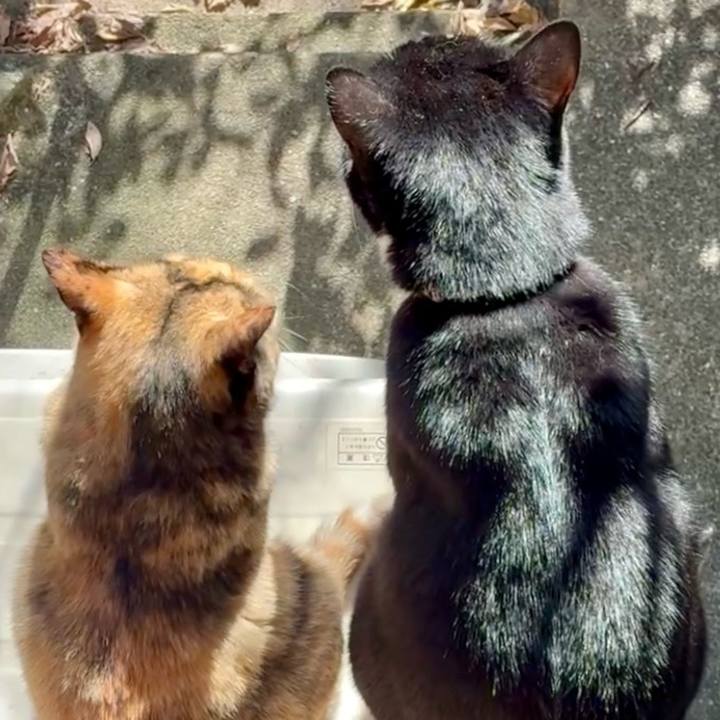 7b4e0f79 51ab 432f 9aae 9f3fb9efc221 1762135467118