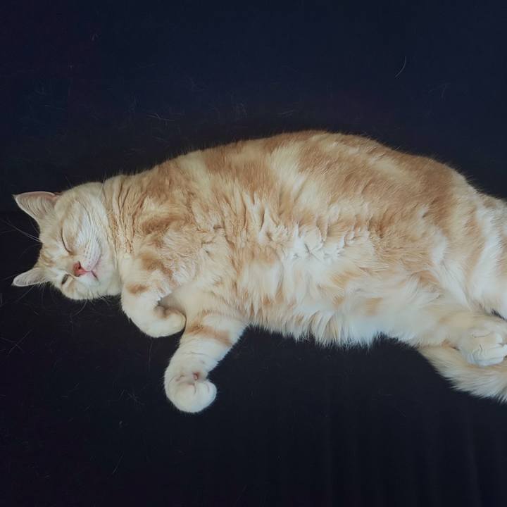 7b519ce0 1afa 4f78 9c81 b3394bb26b26 1557892588281