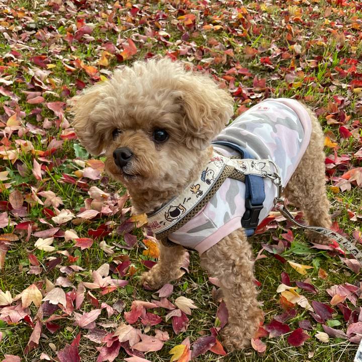 7b55a3bf ca0a 4404 9421 2610c268a21d 1763901654275