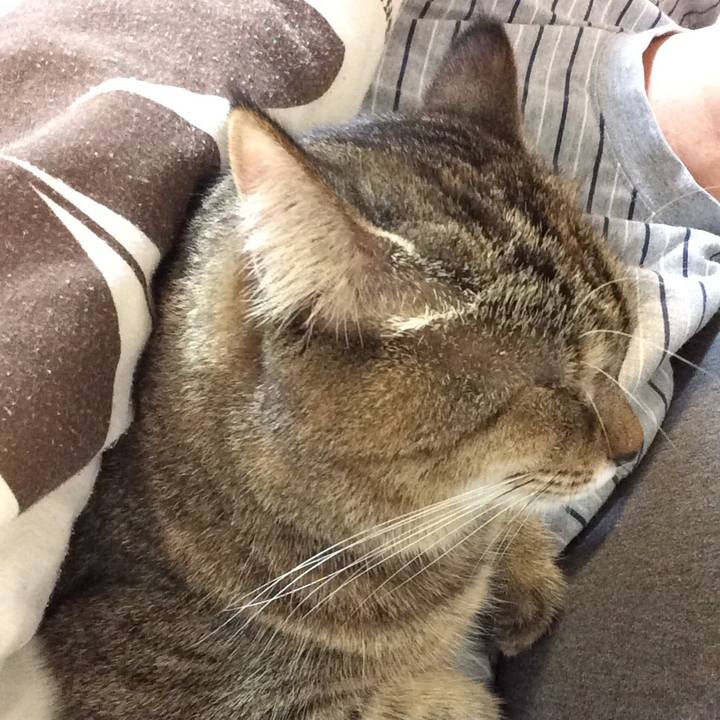 7b56129e 51c6 493a 86d3 18383206ad33 1544047811452