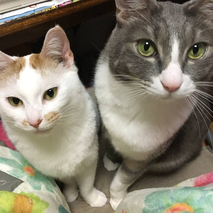 7b57a83b 45bb 452e a10a dd1fe239807f 1582973692315