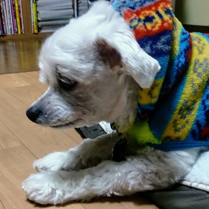 7b57f31e b7e7 4ecf 8fd3 8d5250d3ffe9 1513599535418