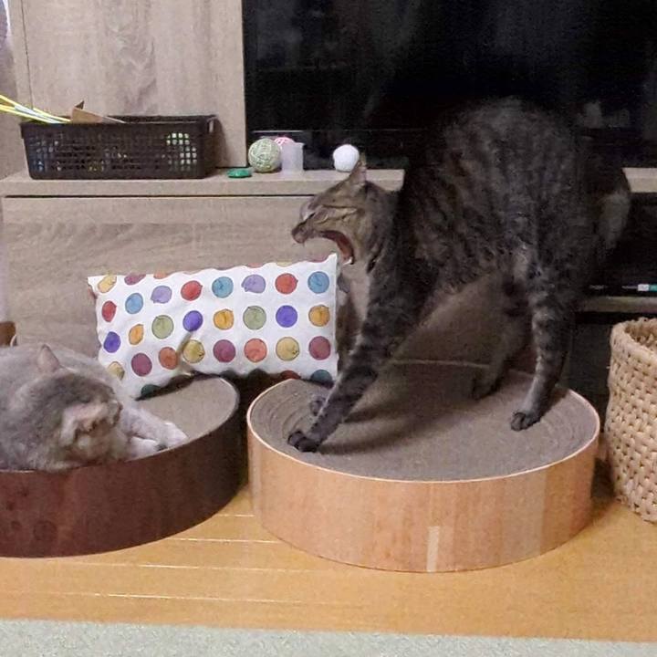 7b58b725 2b09 4981 9c63 de809c5e8b56 1764138884047