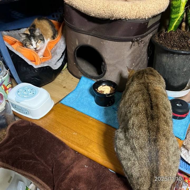 7b58ea02 03a1 49ee 9392 1a8490983798 1762725492522