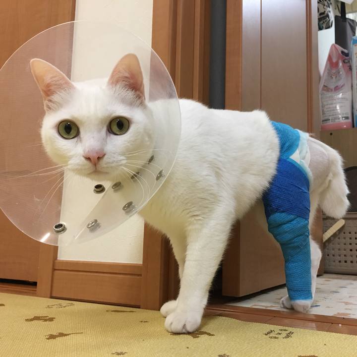 7b5e62e6 20da 44e5 9381 a2db5f8a3a4f 1544186888006