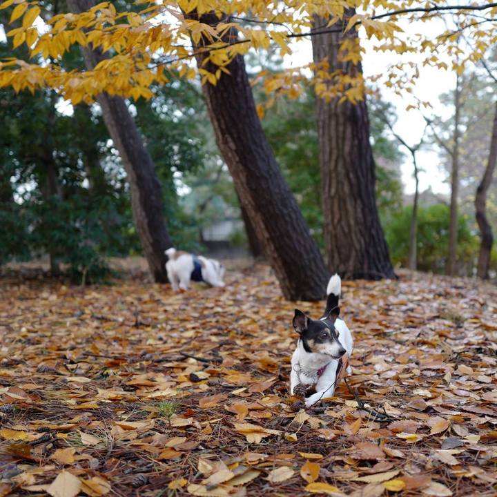 7b5f047b ecdf 4b8b 8702 1298b131a8c2 1512363517056