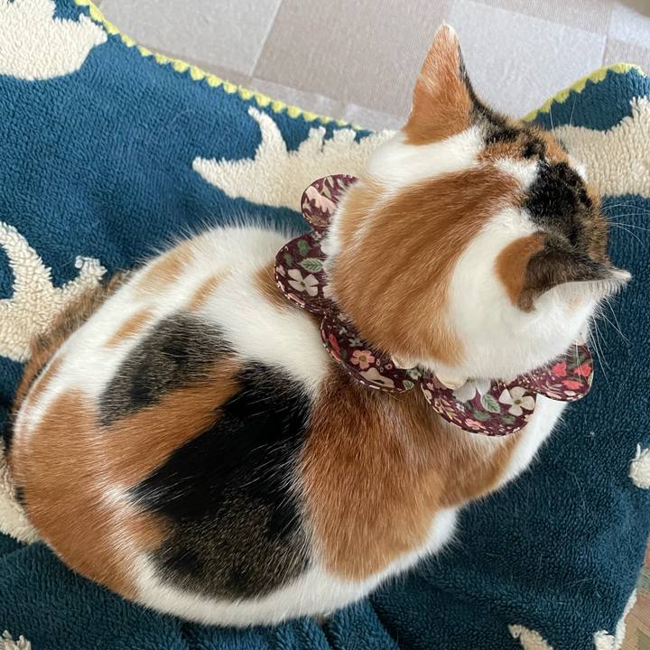 7b61f9da efa8 499f ba8f e35dd5143bc6 1765325600760