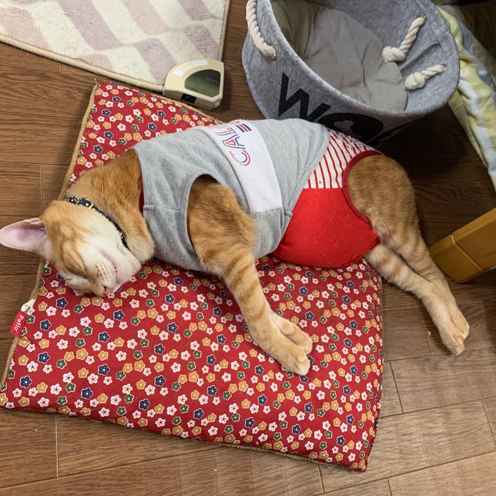 7b624265 9476 41d3 9ba0 61b667422310 1611460166493