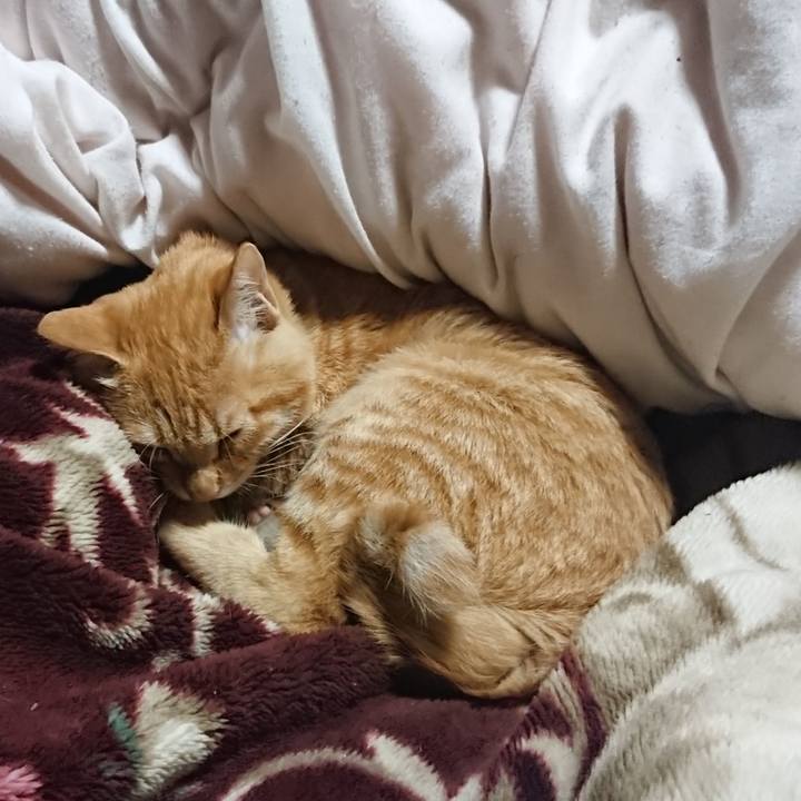 7b62ca18 0e53 4f46 88e5 022ffd392ed8 1636286493628