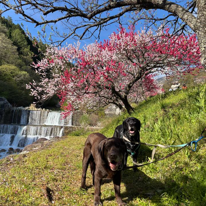 7b63097d d15d 4499 b4f4 d11522aac41b 1777001929842