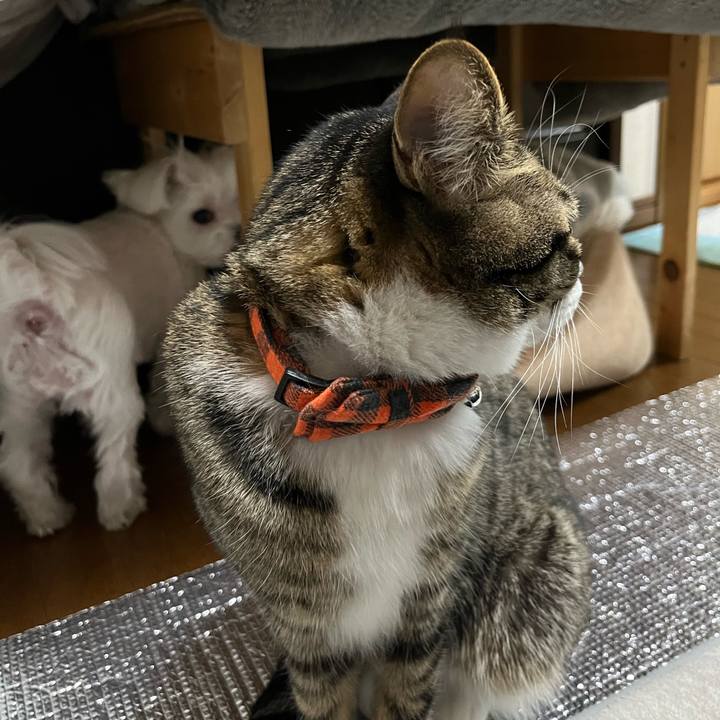 7b678fd4 7e4c 4cb4 8fa5 0edaab3831a8 1772795552503