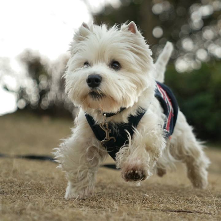 7b68cab9 5f9d 4c43 b391 40ca422dc9eb 1513318312747