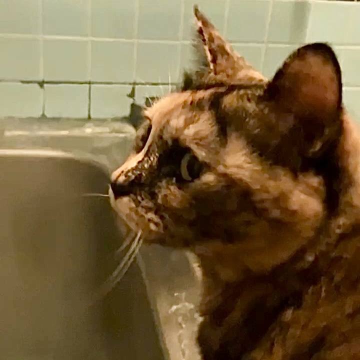 7b69063a 7f5f 4c82 a7f9 6c4065a3739e 1733343230859