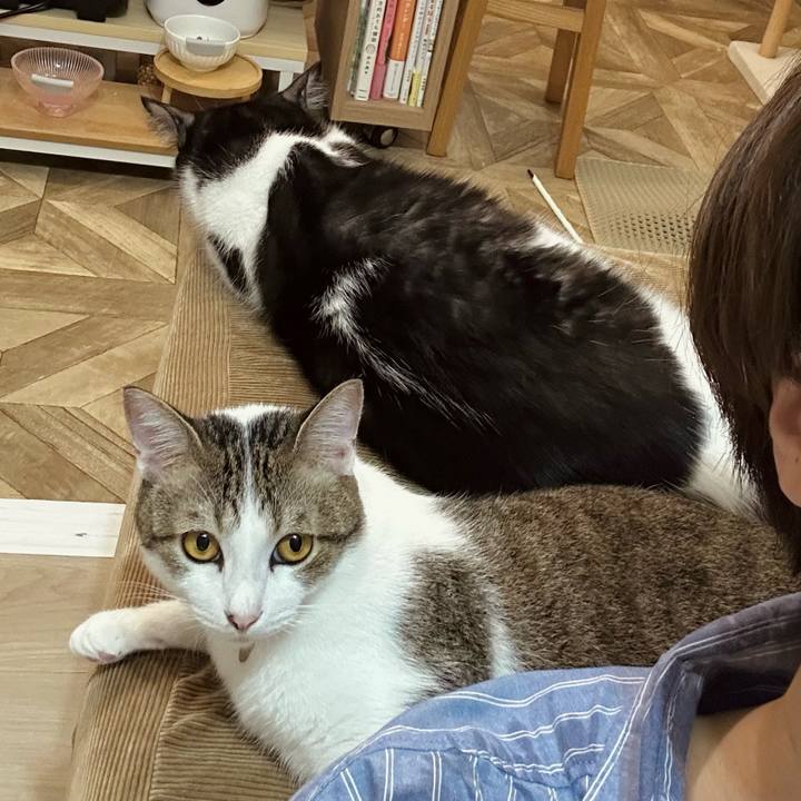 7b6936d9 ddbf 4e4f b1d5 87b3289b8daf 1759917375514