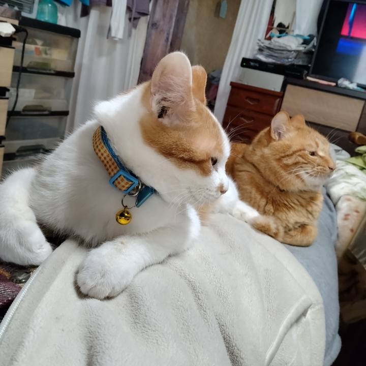 7b698bd5 32dd 45f5 b53b 5d3e81f04018 1734244252522