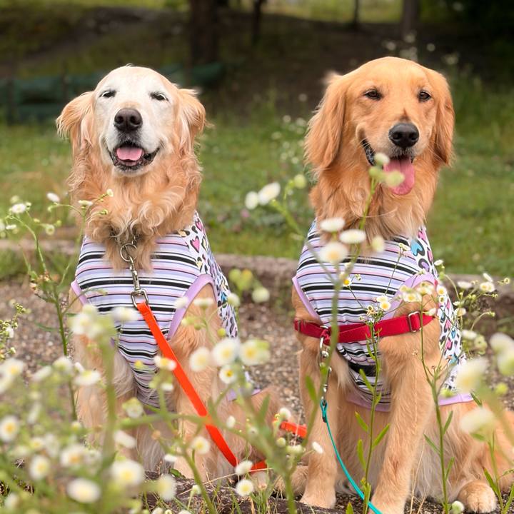 7b6d1ff8 5cd0 41c6 84ac 25f03d0b2195 1780534720128