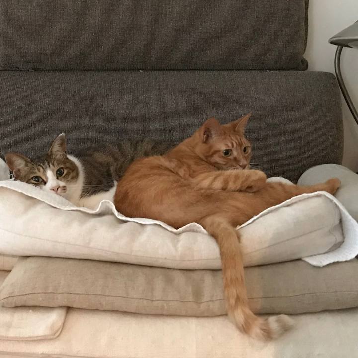 7b6e0e7a c092 4ed7 a8ed a0b509b45930 1562505749155