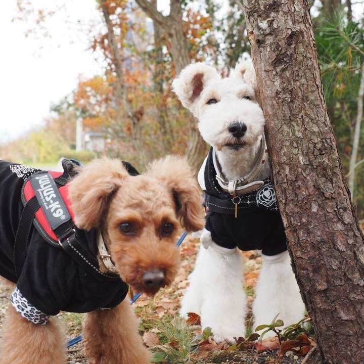 7b6e9a4c 780f 4757 8c4c 561a8b356273 1544326465535