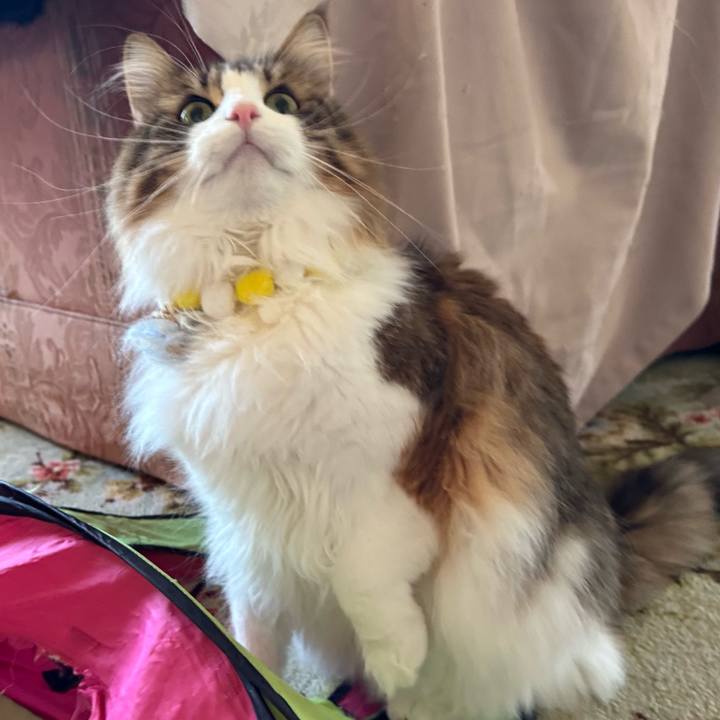 7b702e94 fee5 4b3f 8fed 9318440936ee 1771577969426