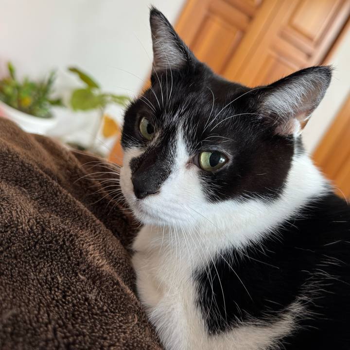 7b74824d 8cdd 4cc5 afed 23014ca04f06 1762045197163