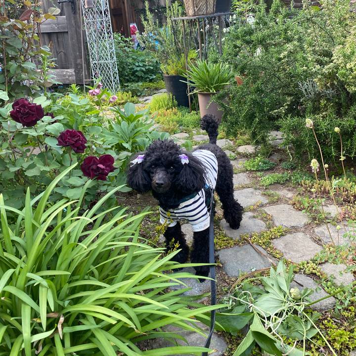 7b78858c 2a9c 4154 a1f0 6678dcc2c129 1619171036743