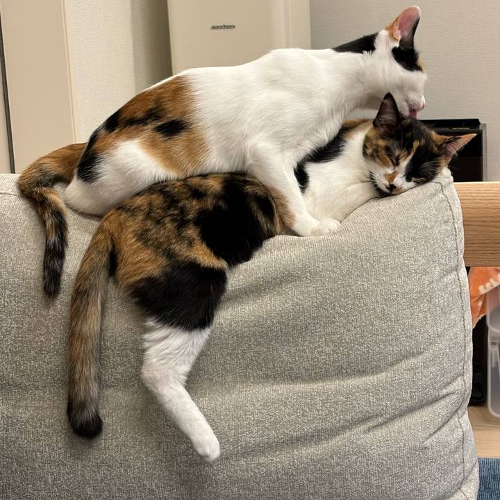 7b8e94a1 2238 478d a638 e24347b1bd56 1764246463777