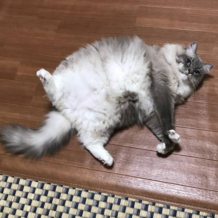 7b9534bf 2448 4241 bdde ec2b56df986e 1512868564053