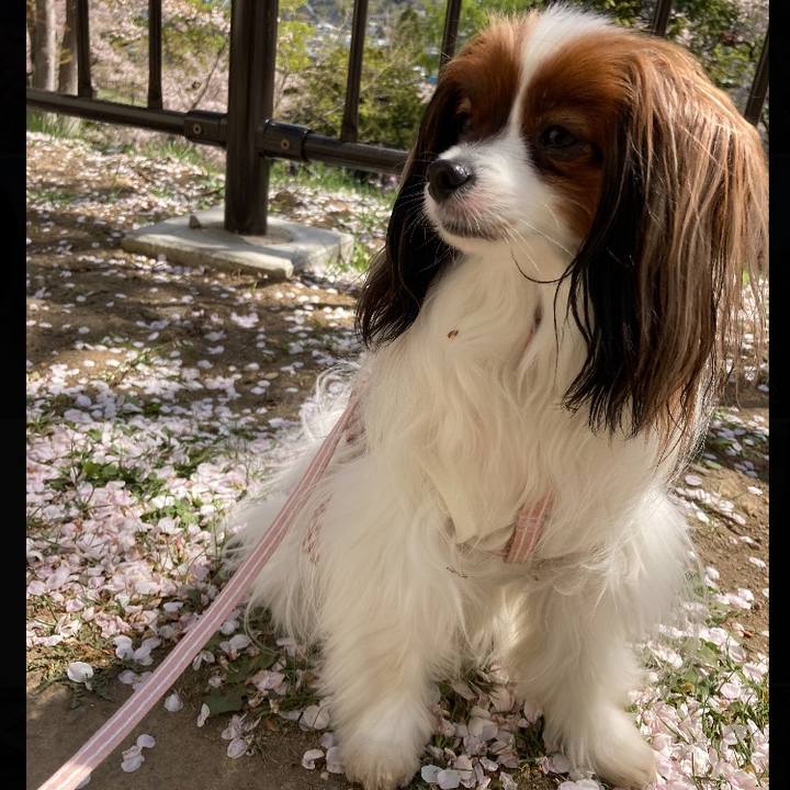 7b993a4b 0239 4059 b4bd a32c5bd9ccee 1651301754933