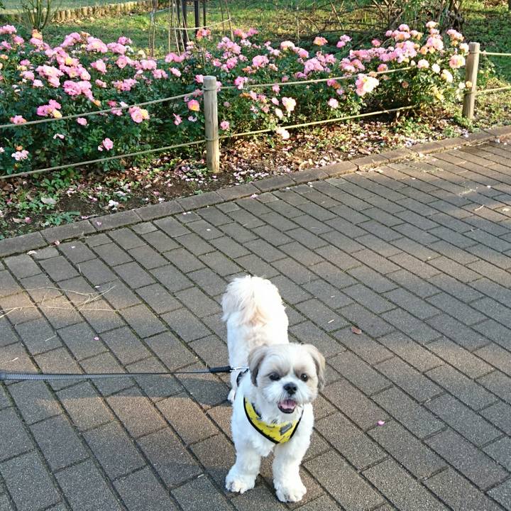 7b9c9af5 9ace 4518 9a19 dacb8262203e 1541929554879