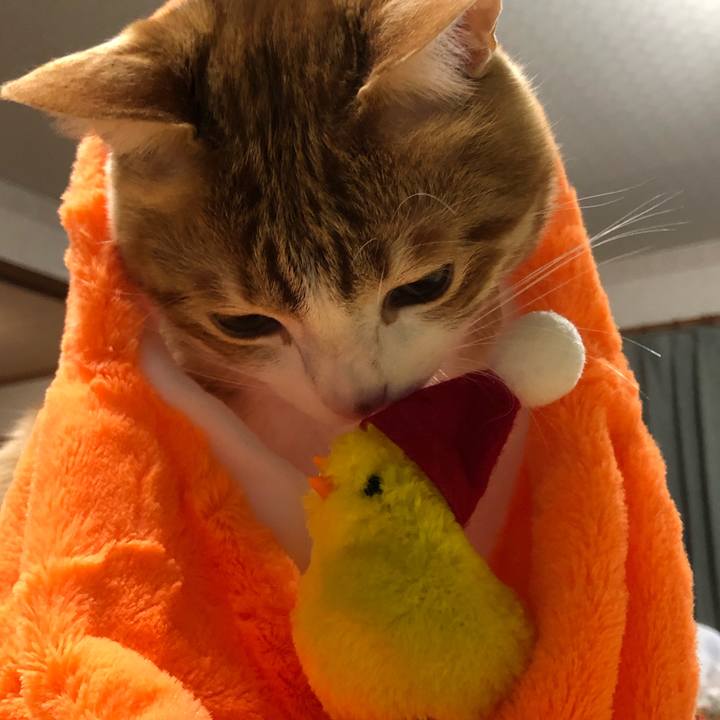 7b9e51db 2f71 4f7c 86f3 64b37e328d12 1544449924148