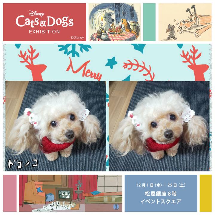 7ba47031 9d6b 492b b69c 46bbda1dc9e4 1639032530281