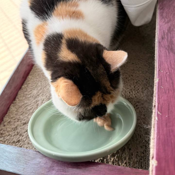 7ba69e41 21de 44d8 bdb7 f48de4148328 1766021716739