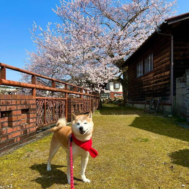 7baa5fd6 c33a 4fea 811d de06ea43e08d 1744021603431